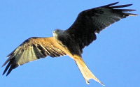 red kite