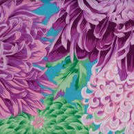 japanese Chrysanthemums, magenta